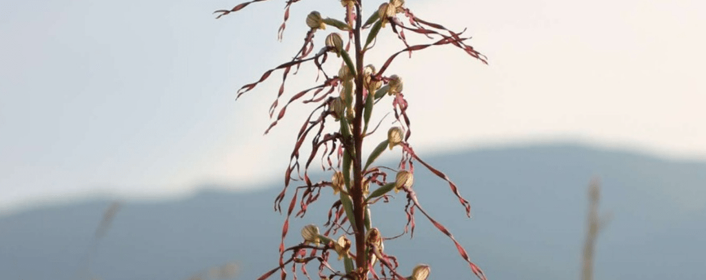 Le orchidee selvatiche del Monte Miesola
